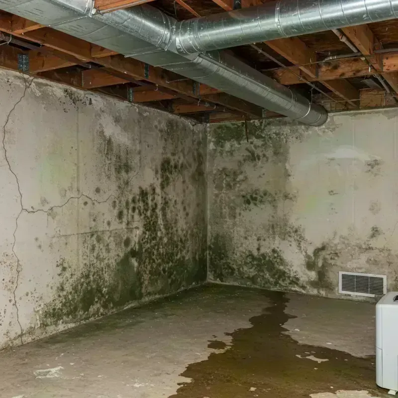 Professional Mold Removal in Hanahan, SC